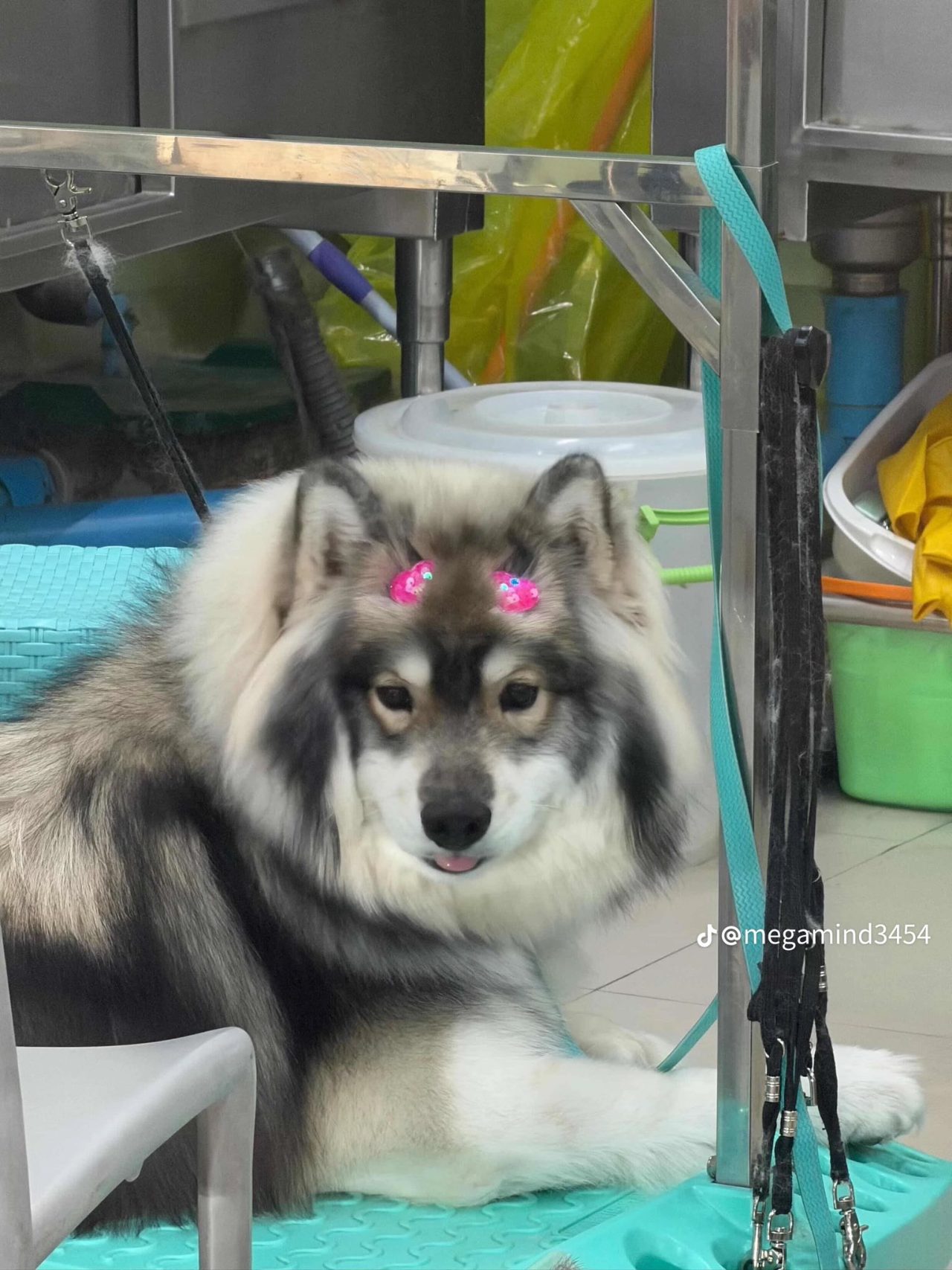 เติบโตแข็งแรงกับครอบครัว — ลูกไซบีเรียนฮัสกี้จากฟาร์มไซบีเรียนชุมพร