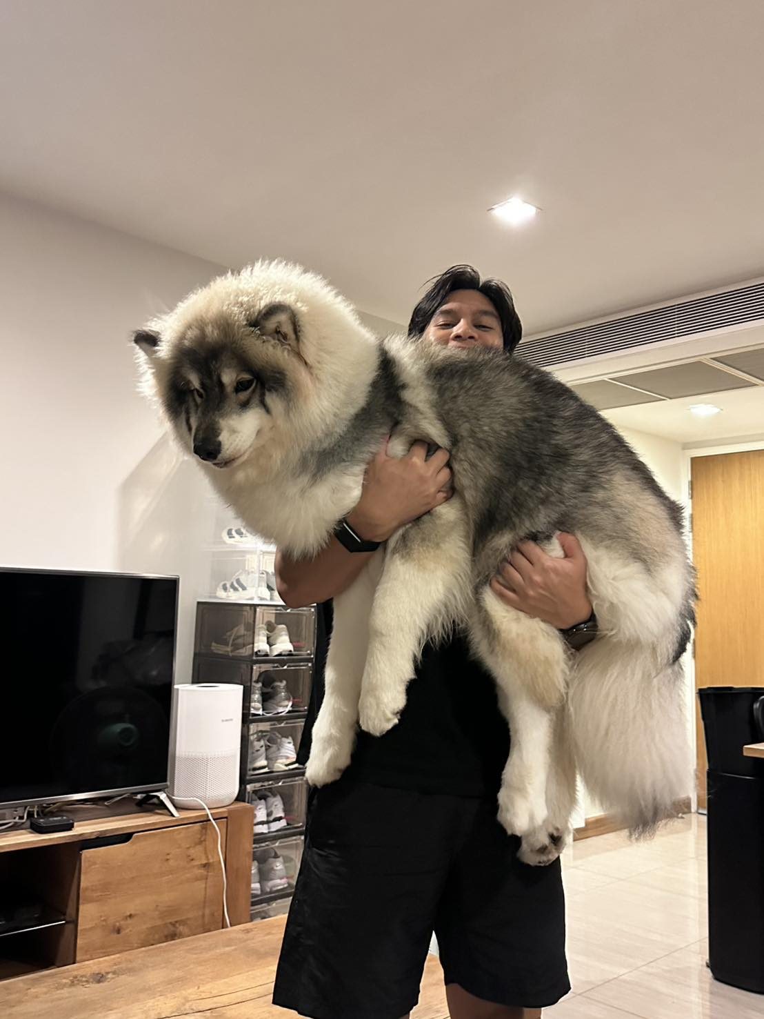 ความสุขของครอบครัวใหม่ — ลูกไซบีเรียนฮัสกี้จากฟาร์มไซบีเรียนชุมพร