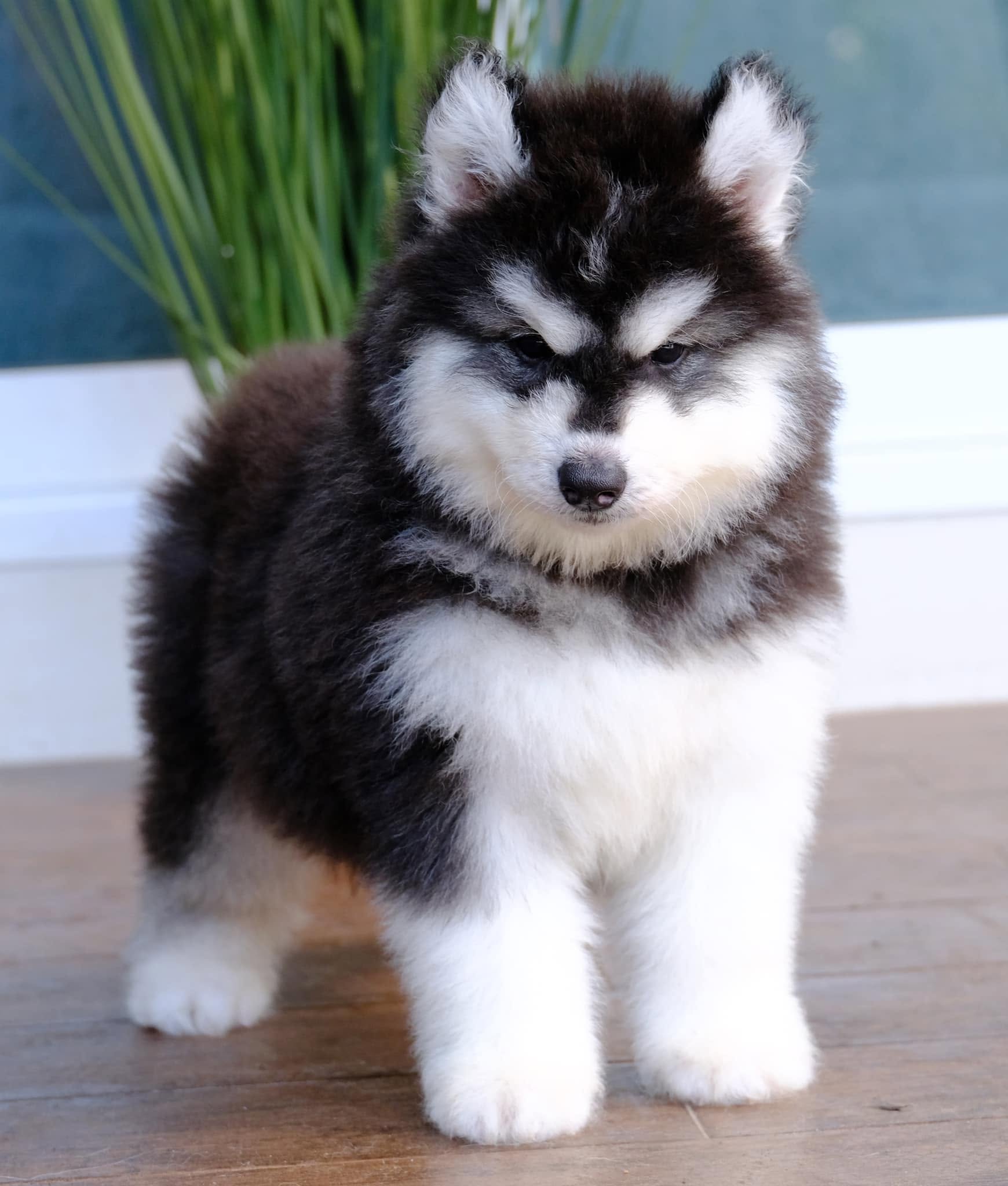 Kenji รูปที่ 2