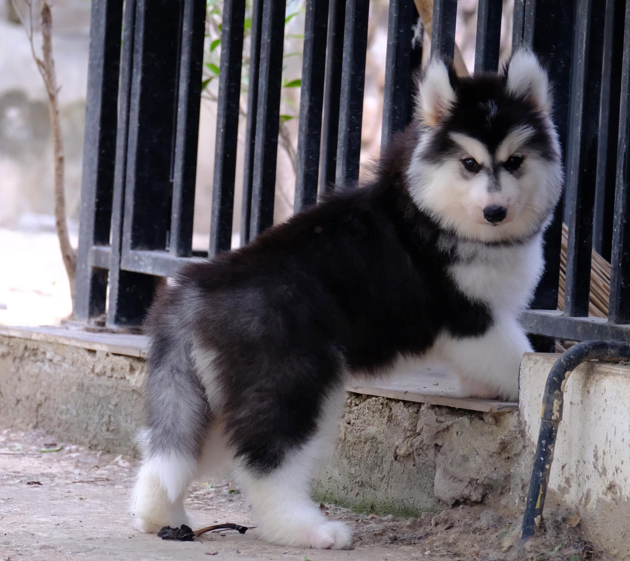 ครอกลูกไซบีเรียนฮัสกี้จากพ่อแม่พันธุ์คัดสรร — รูปที่ 13