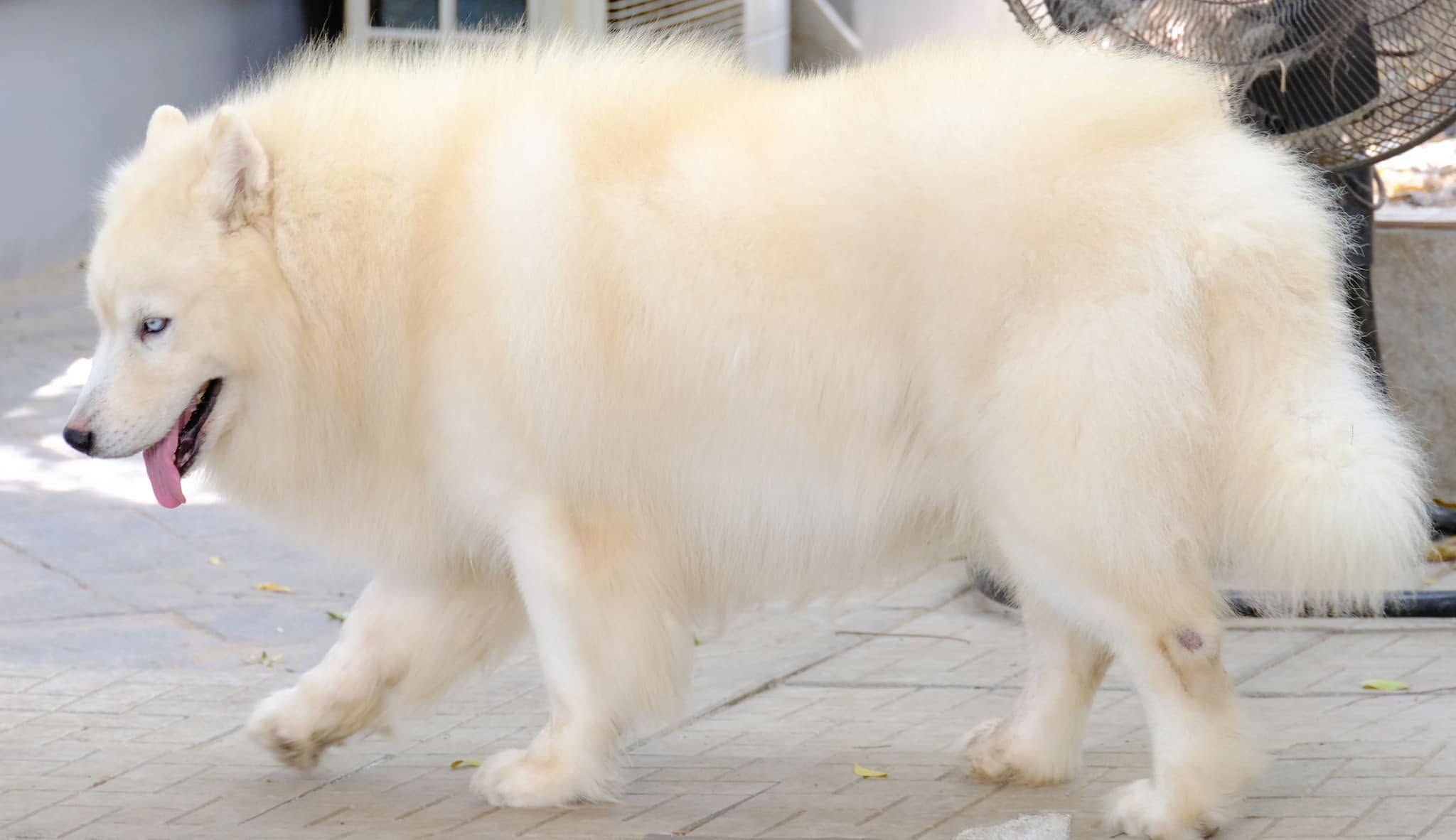 Pearl รูปที่ 3