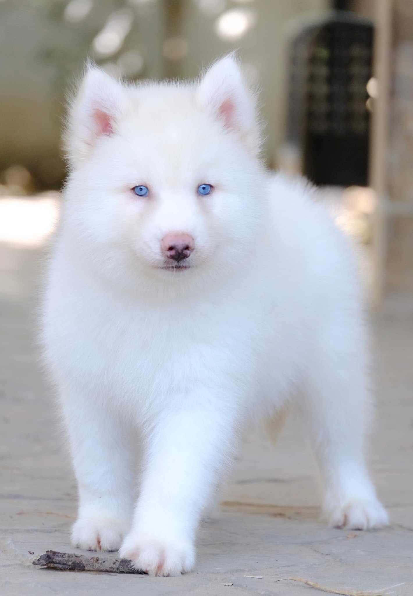 Ivory รูปที่ 2