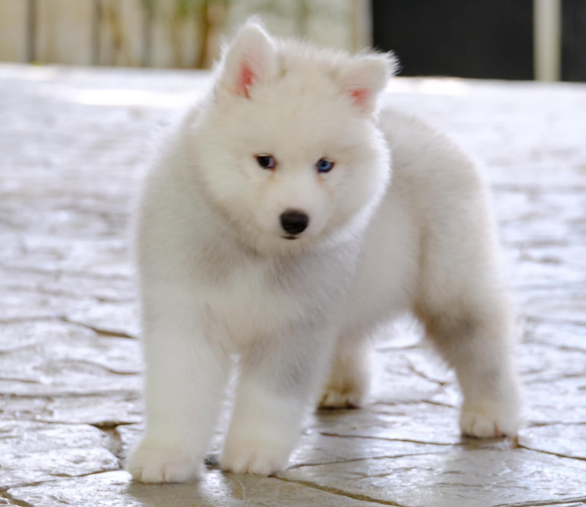 Ivory รูปที่ 3