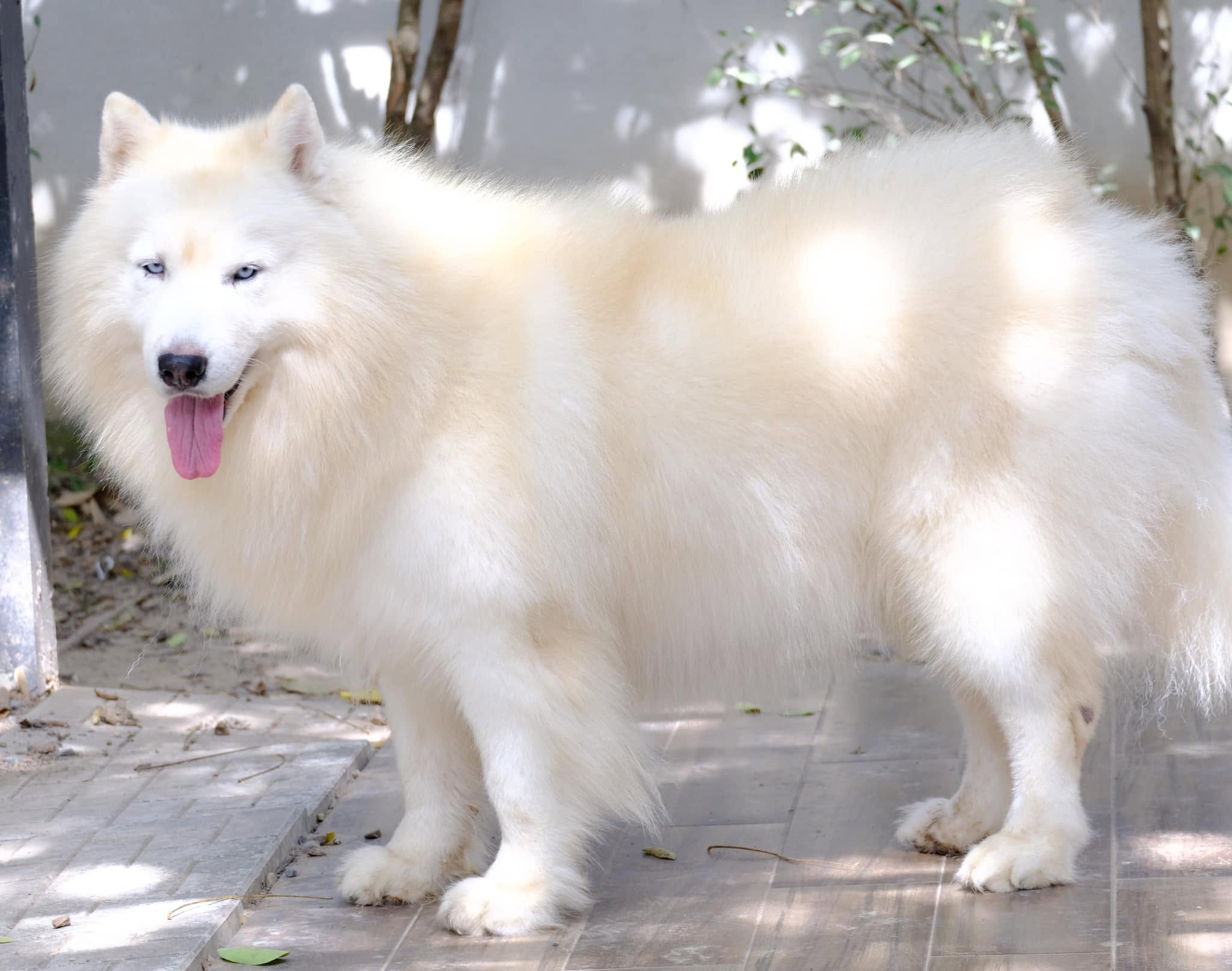 ครอกลูกไซบีเรียนฮัสกี้จากพ่อแม่พันธุ์คัดสรร — รูปที่ 37