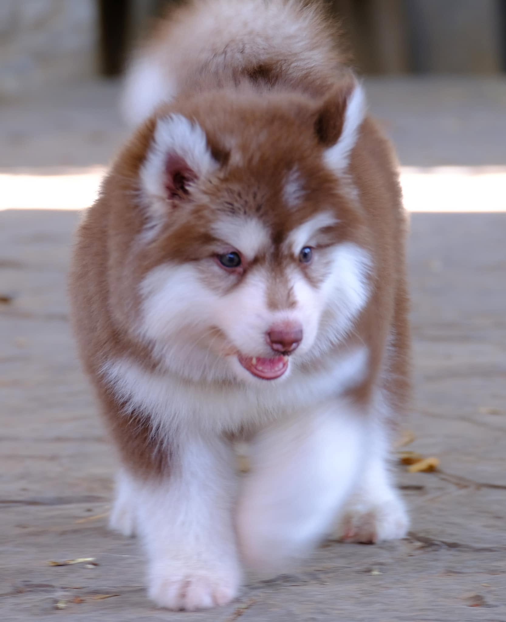 Rocco รูปที่ 2