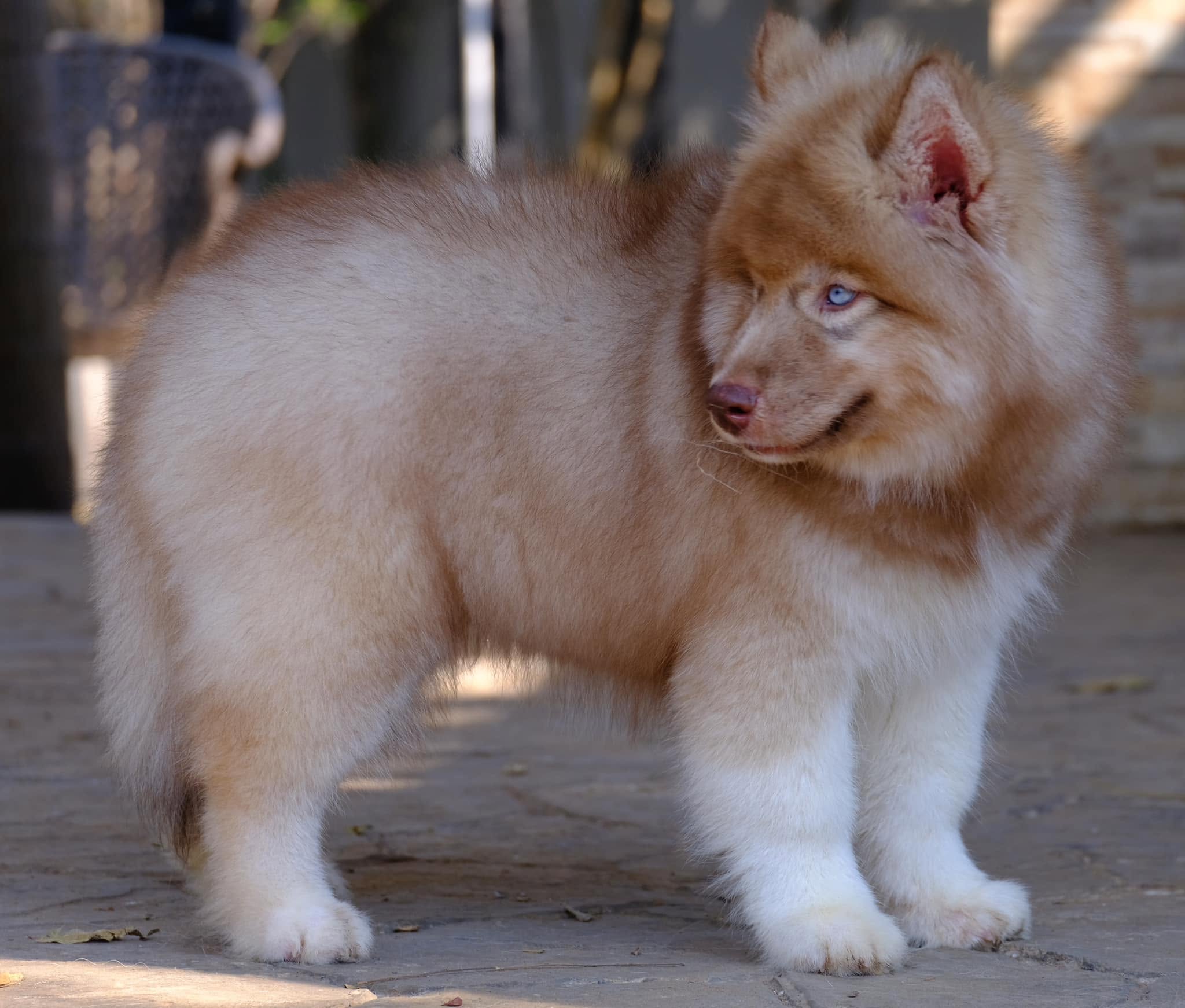 Rocco รูปที่ 3