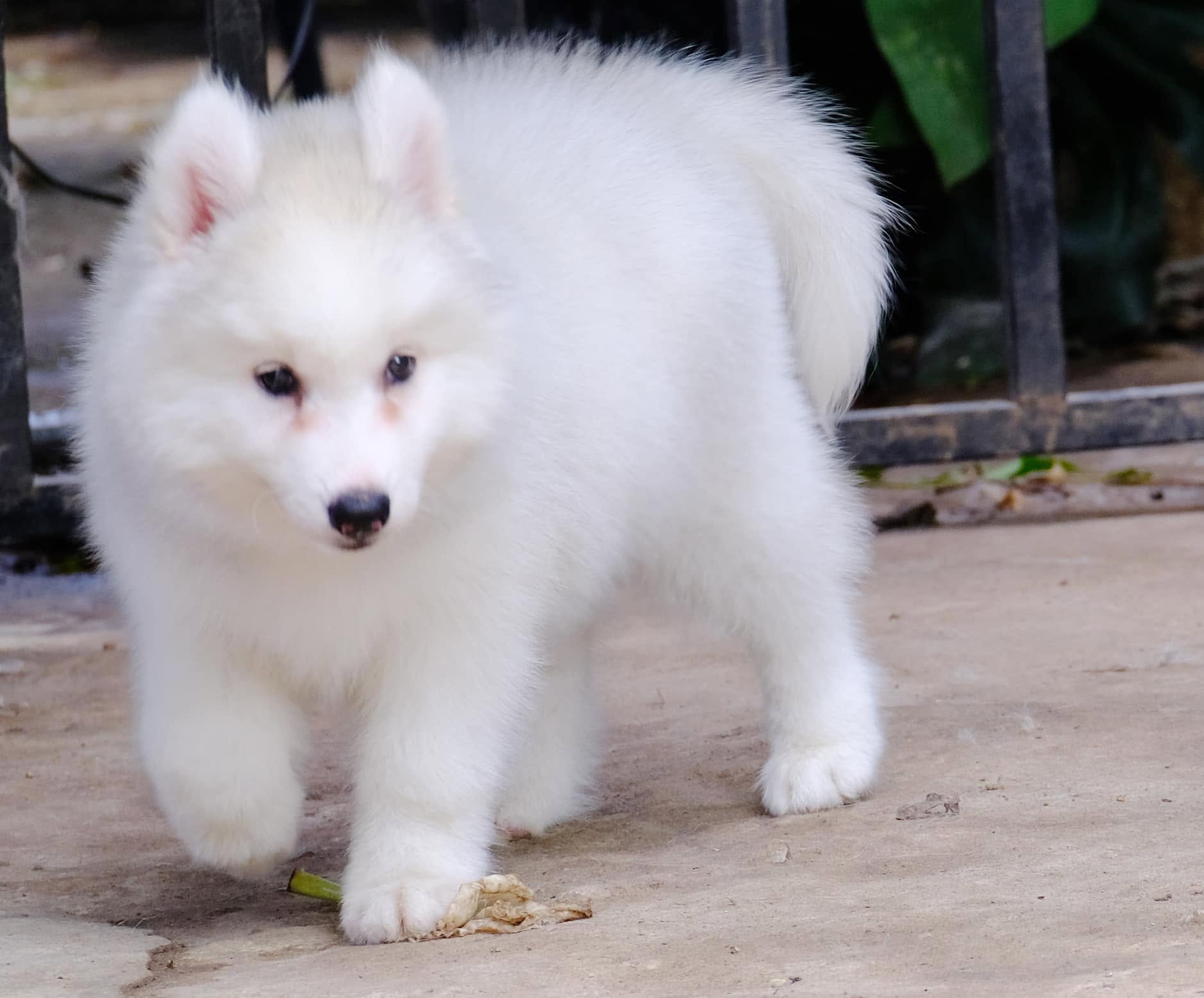 Elsa รูปที่ 2