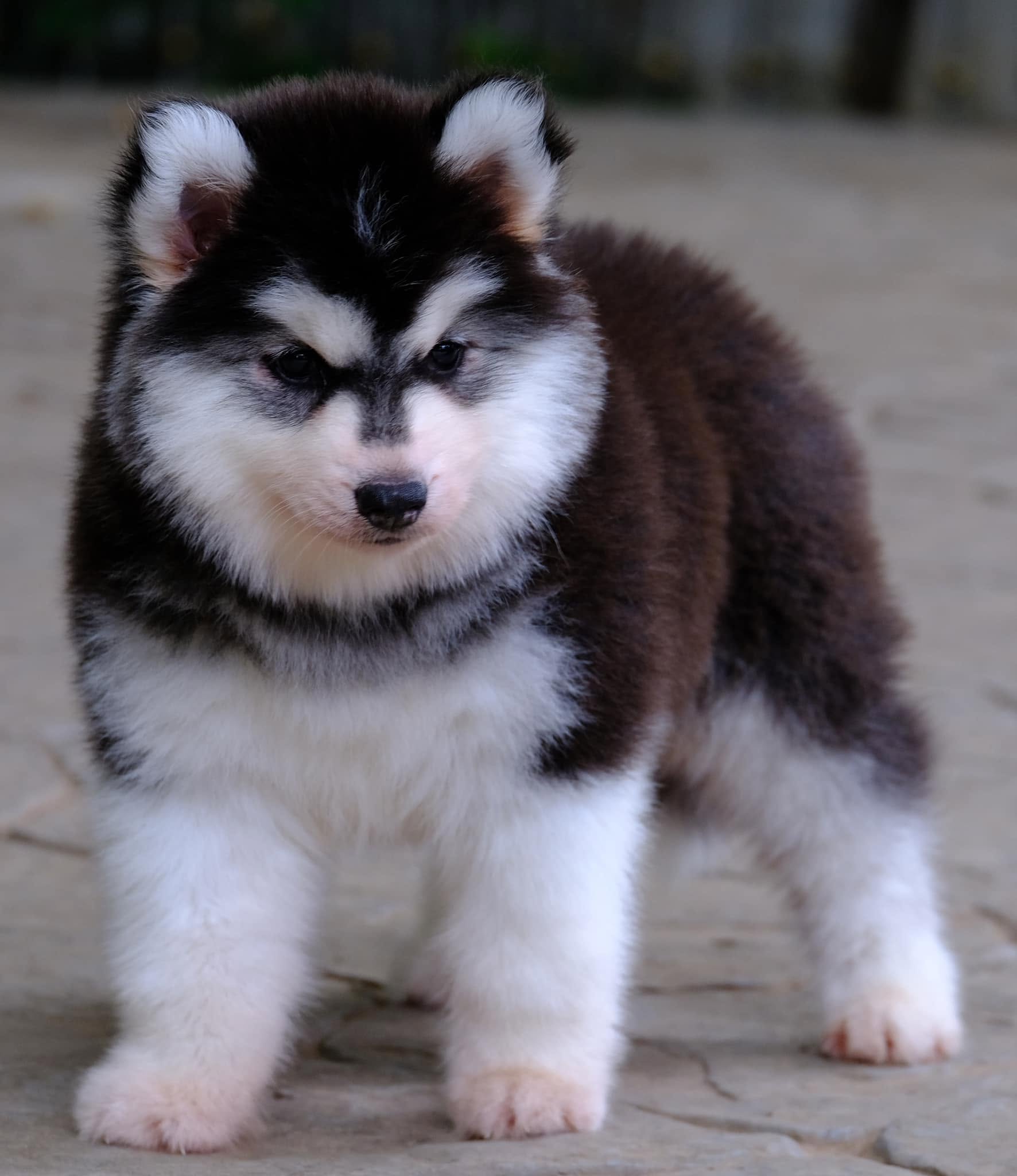 Kobe รูปที่ 2