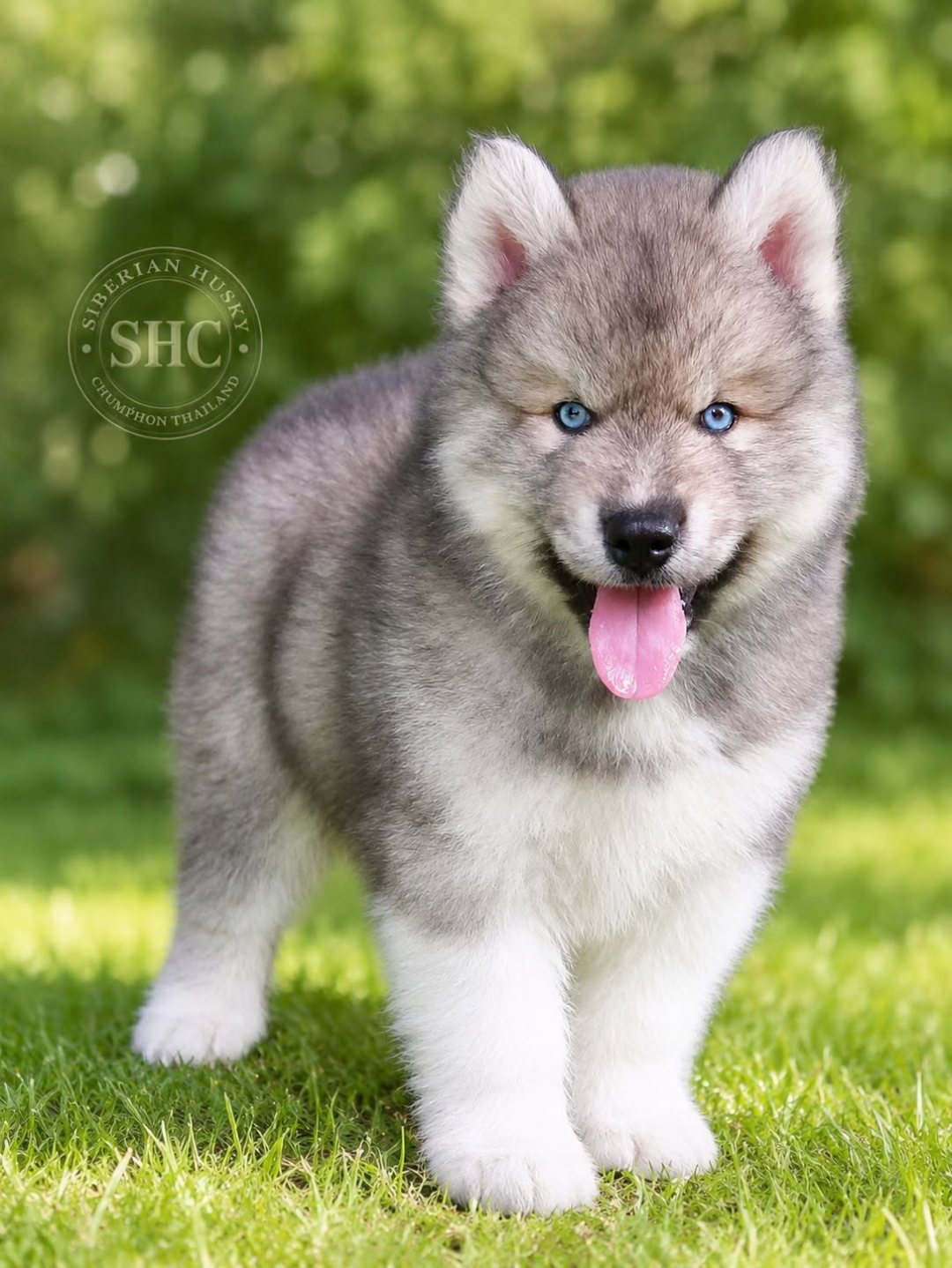 Wolfgang รูปที่ 3