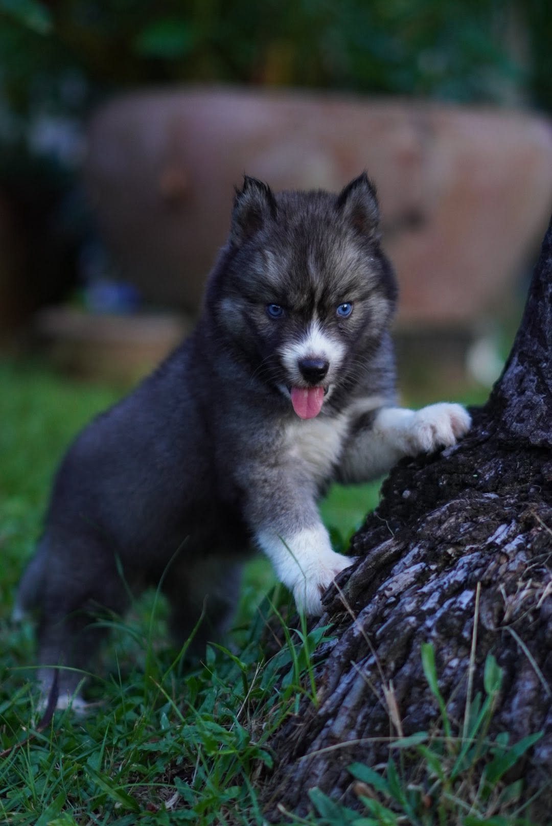 Wolfgang รูปที่ 2