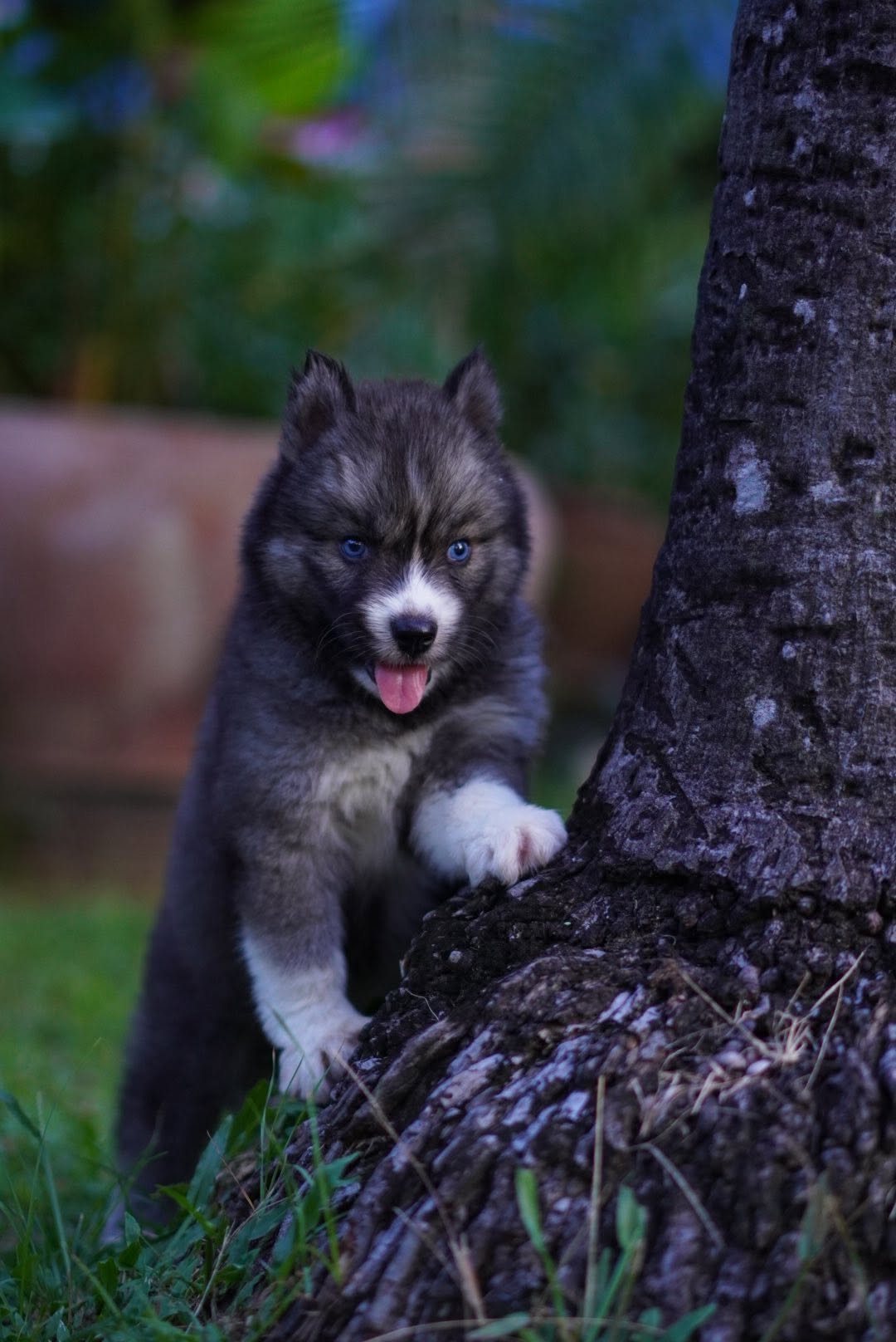 Wolfgang รูปที่ 4