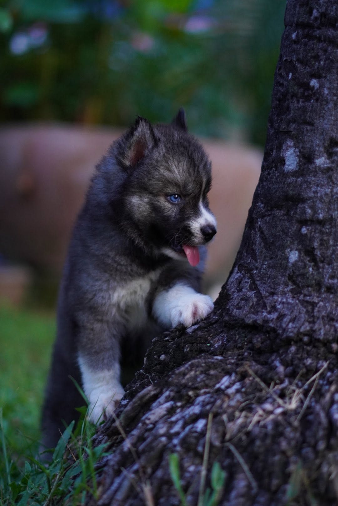 Wolfgang รูปที่ 5