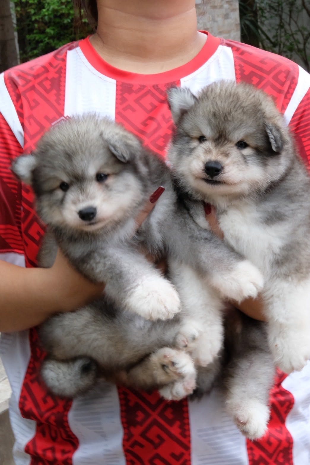 Timber ลูกไซบีเรียนฮัสกี้ เพศผู้ อะกูติ (สีพิเศษ)
