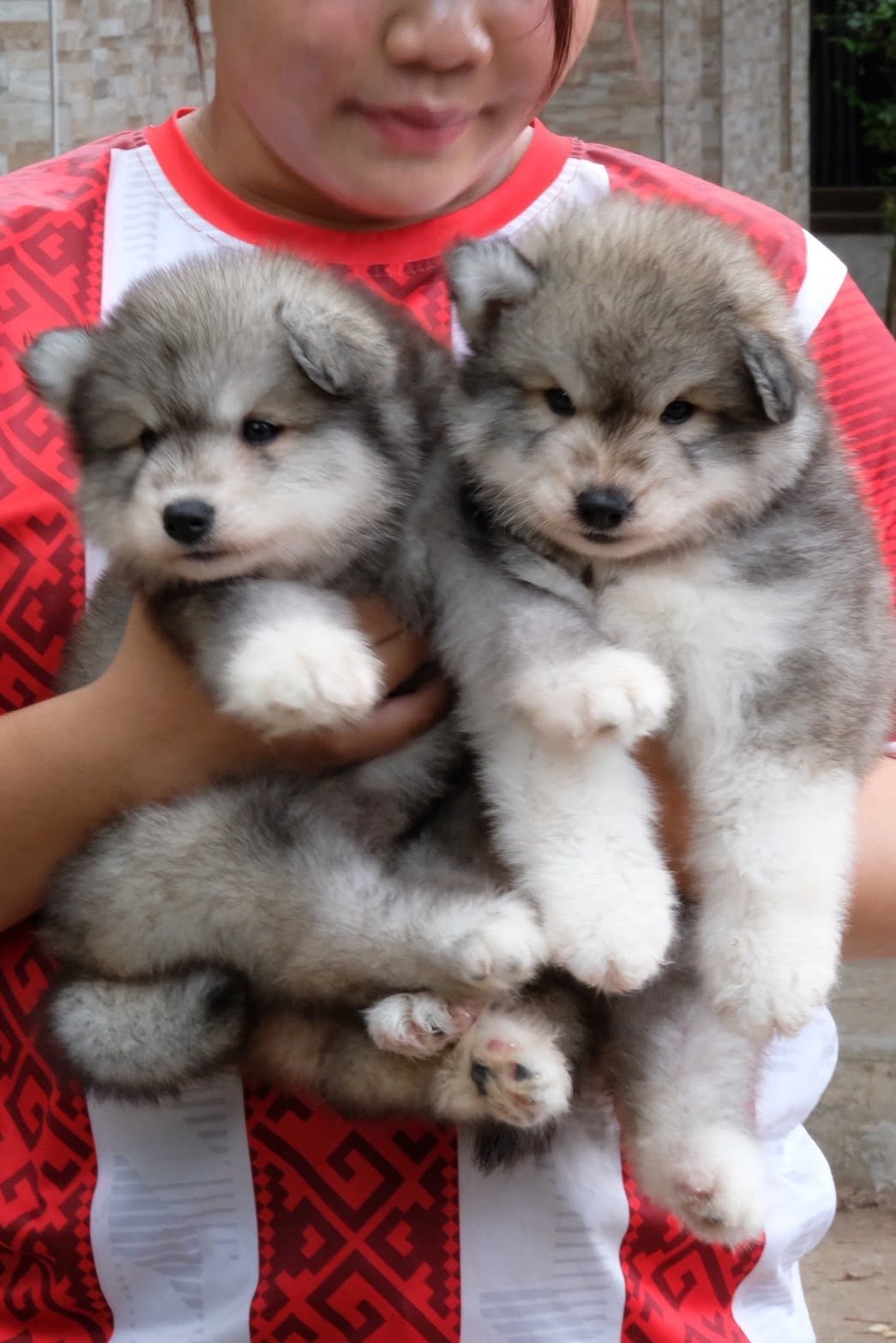 Timber รูปที่ 2