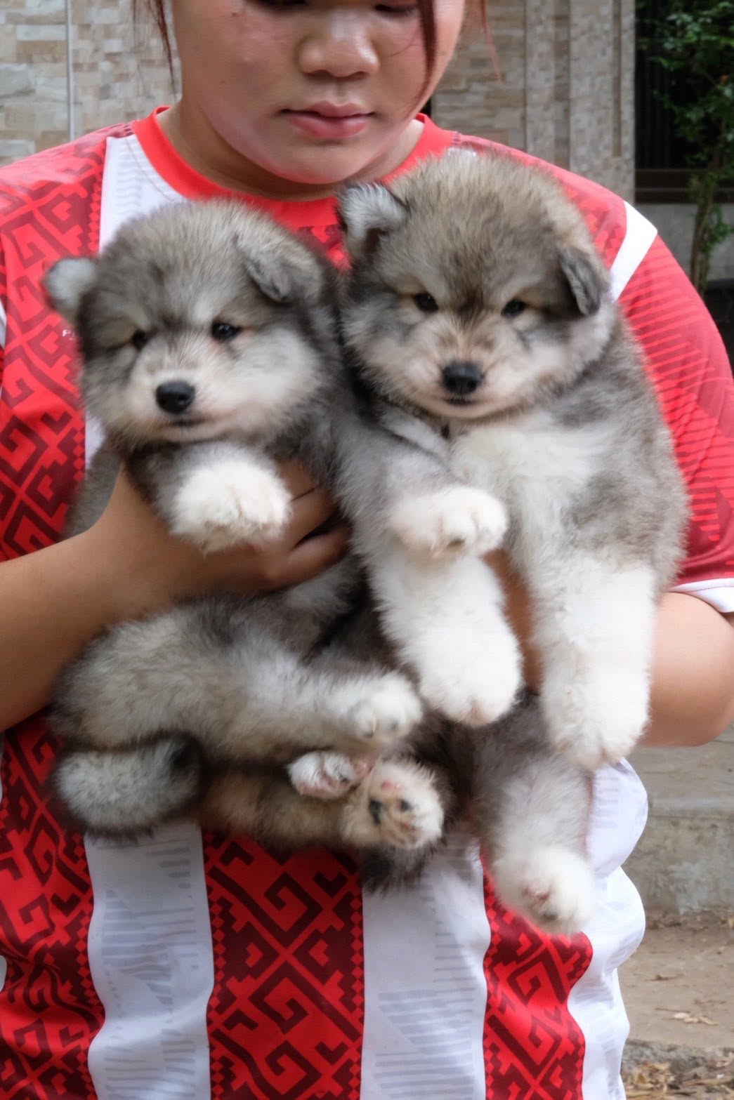 Timber รูปที่ 3