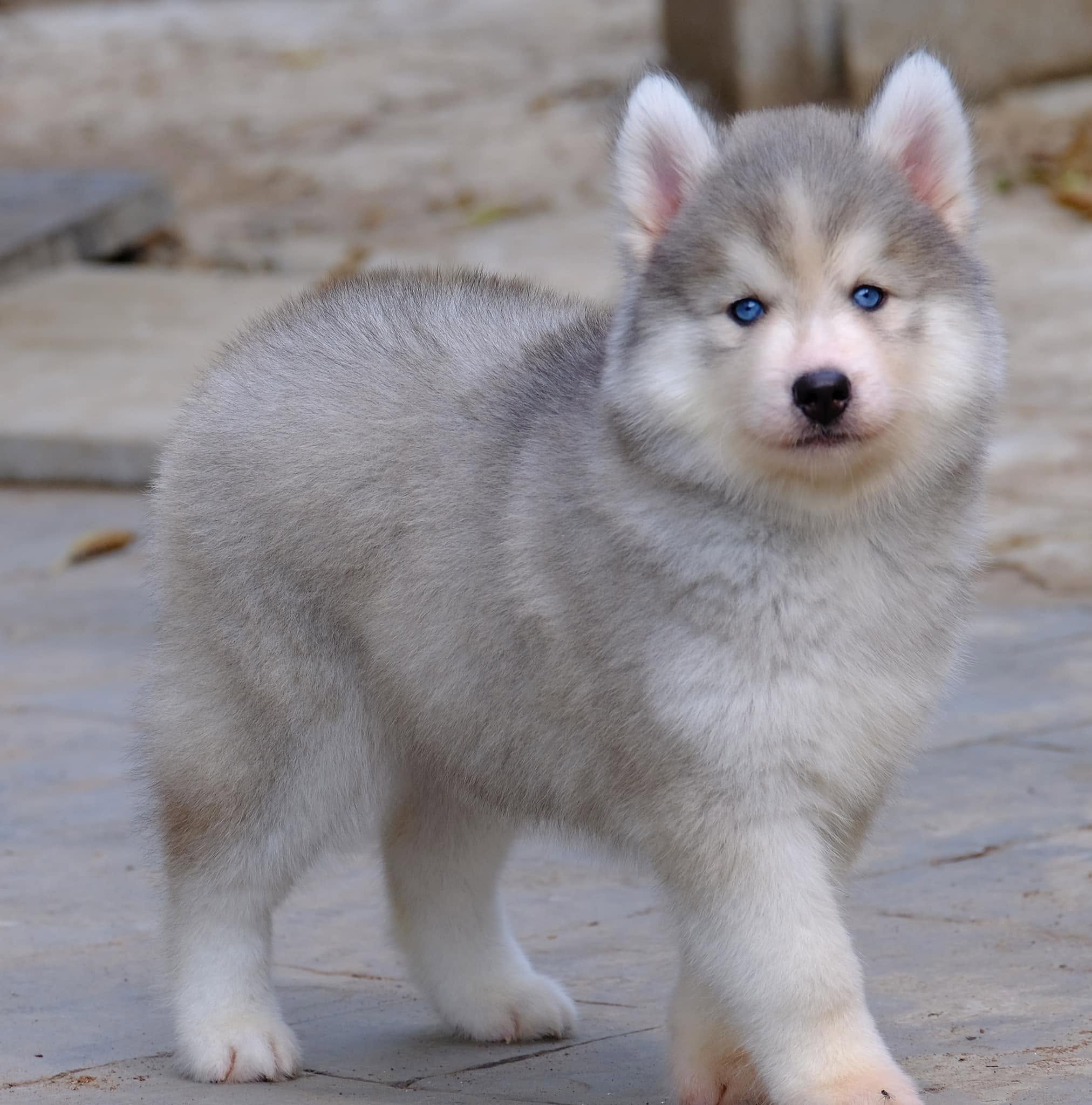 Blizzard รูปที่ 3