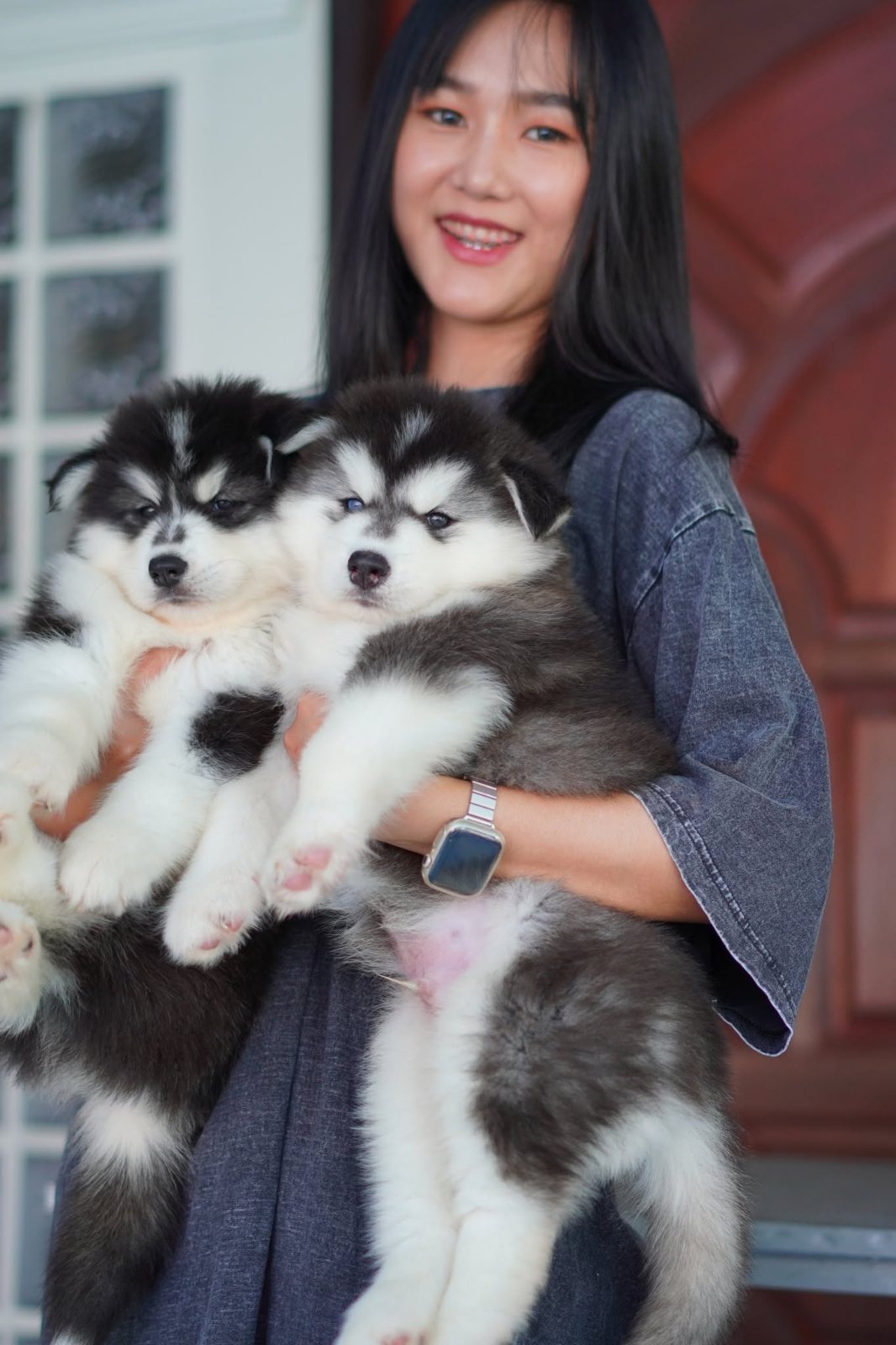 Panda — Black Woolly Siberian Husky puppy, delivery to Phuket