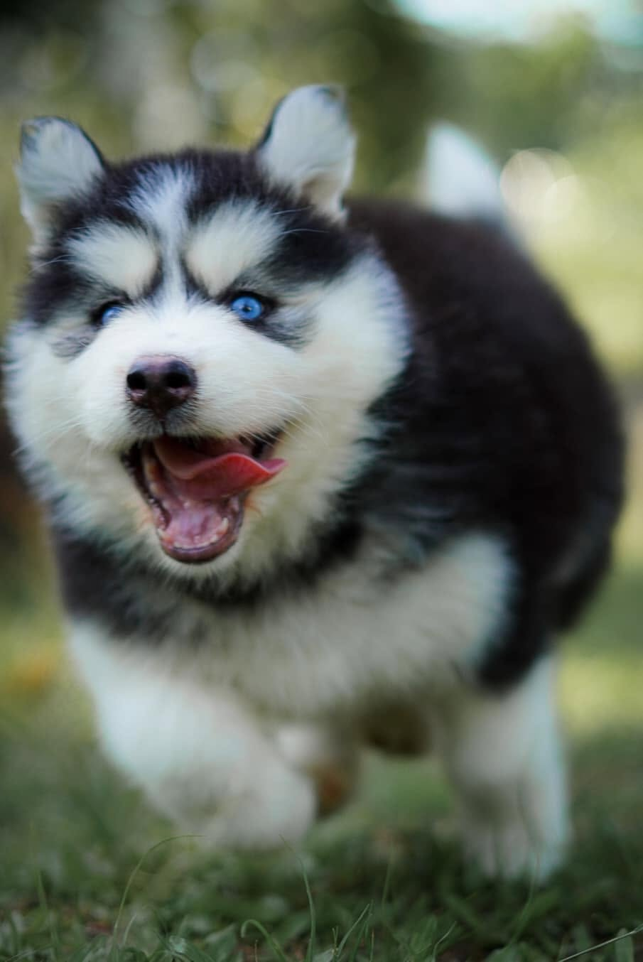 Oreo รูปที่ 2