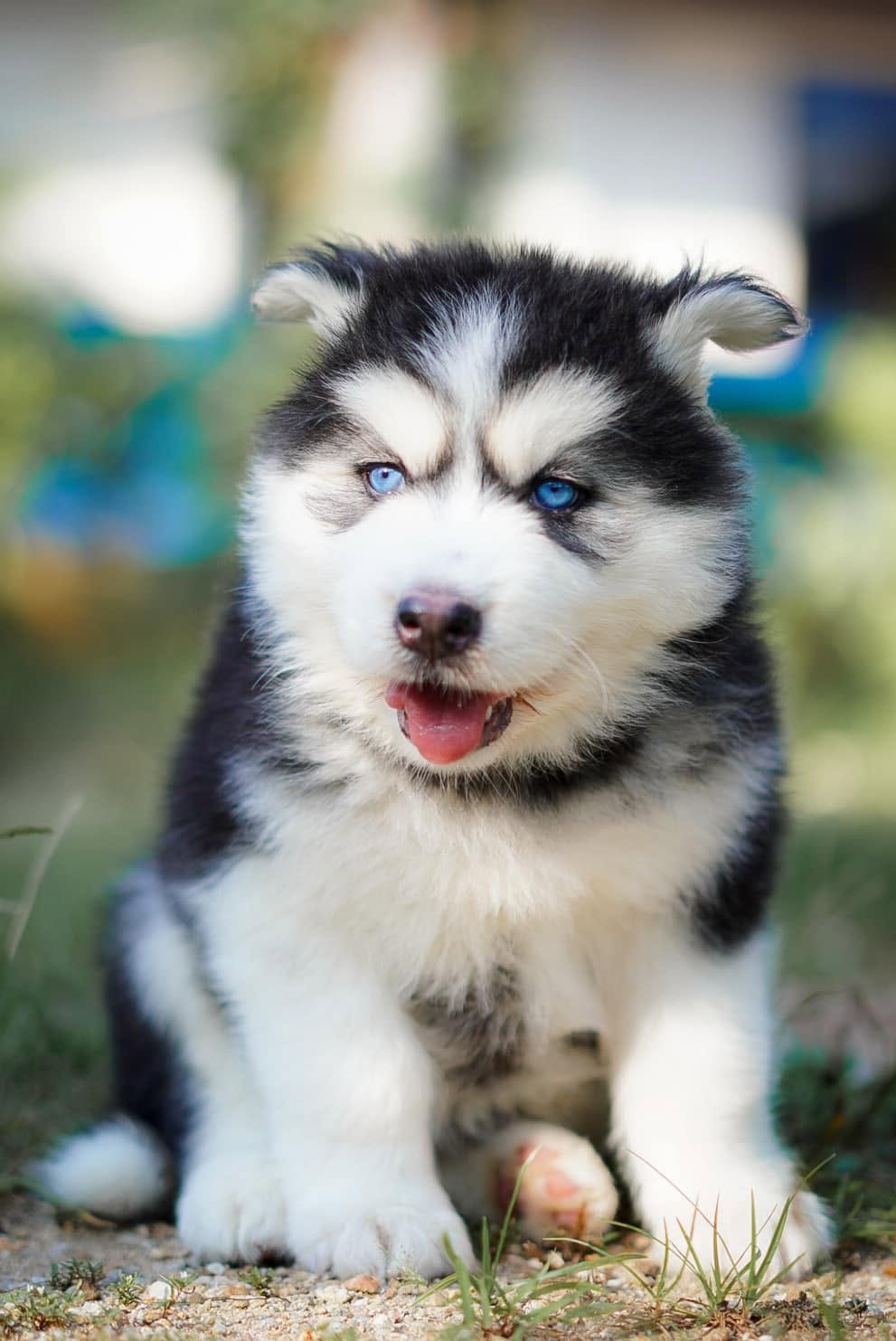 Oreo รูปที่ 3