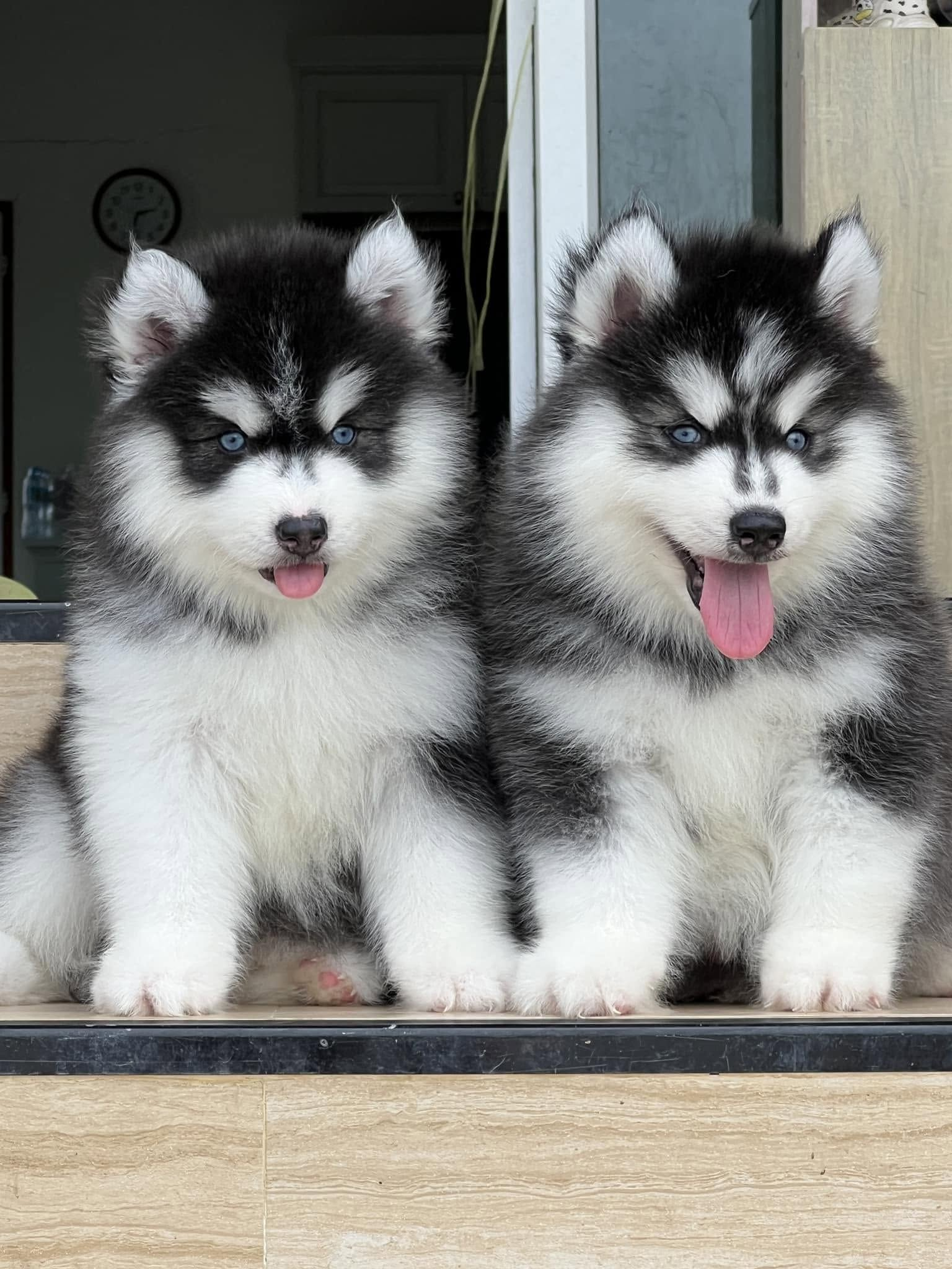 Onyx ลูกไซบีเรียนฮัสกี้ เพศผู้ สีดำวูลลี่