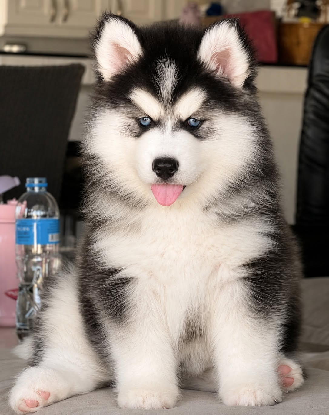 Onyx รูปที่ 2
