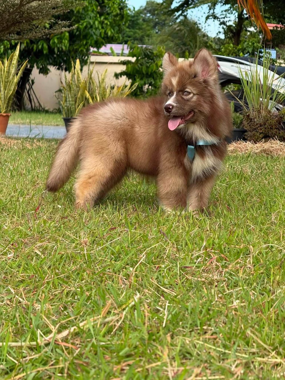 Cacao รูปที่ 3
