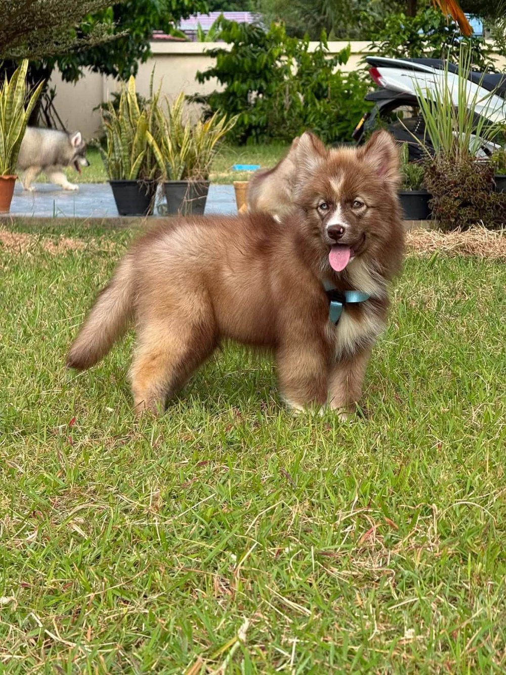 Cacao รูปที่ 2