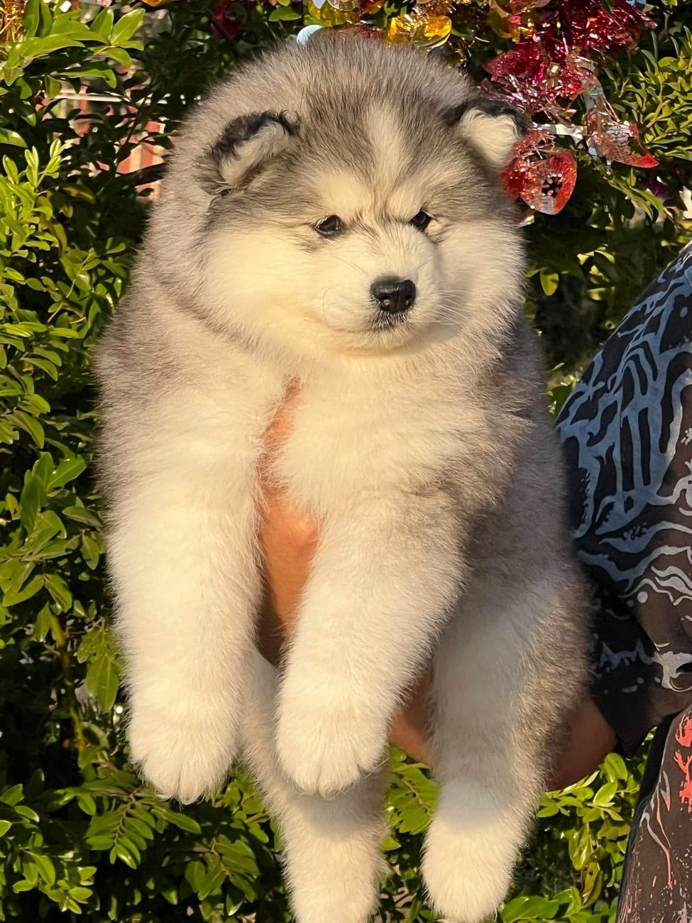 Grayer รูปที่ 2