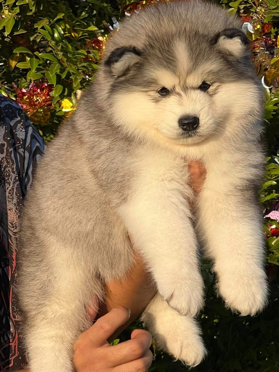 Grayer รูปที่ 3