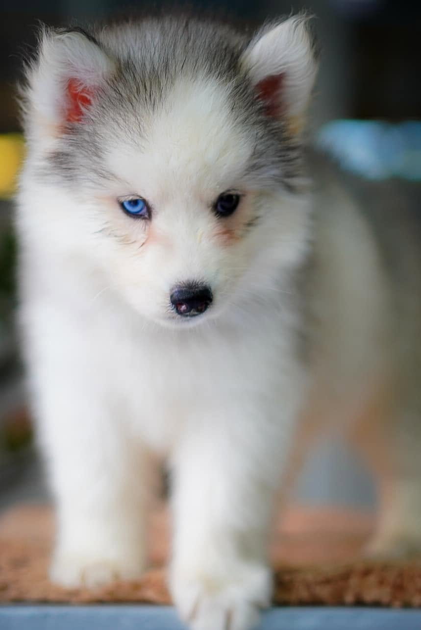 Misty ลูกไซบีเรียนฮัสกี้ เพศเมีย สีเทา-ขาว