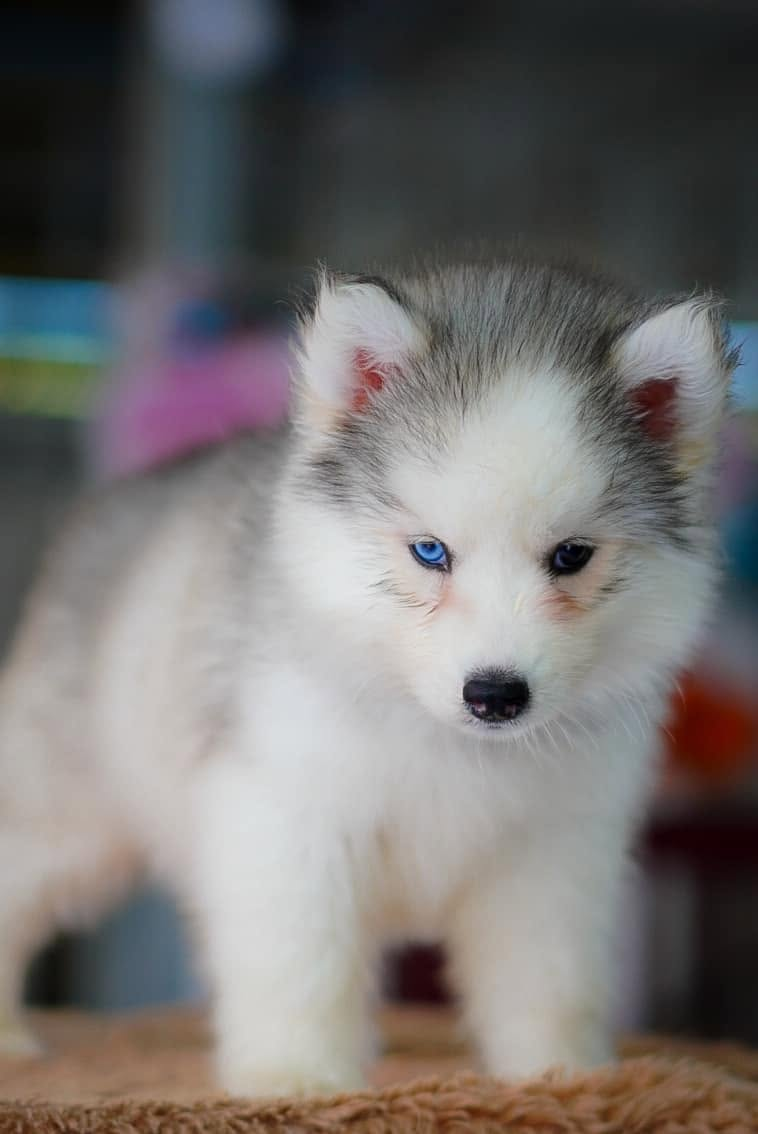 Misty รูปที่ 2