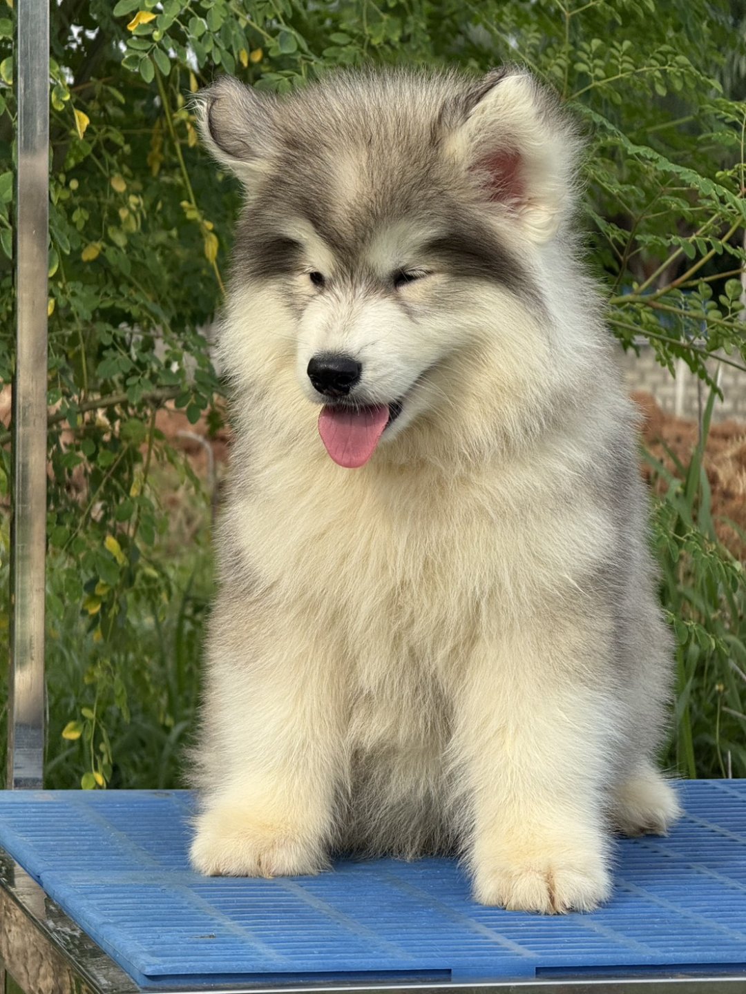 Aurora ลูกไซบีเรียนฮัสกี้ เพศเมีย สีเทา-ขาว