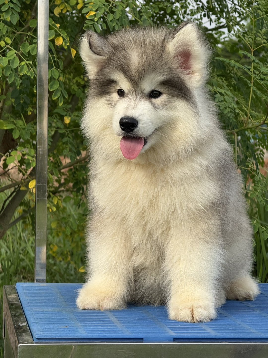 Aurora รูปที่ 3