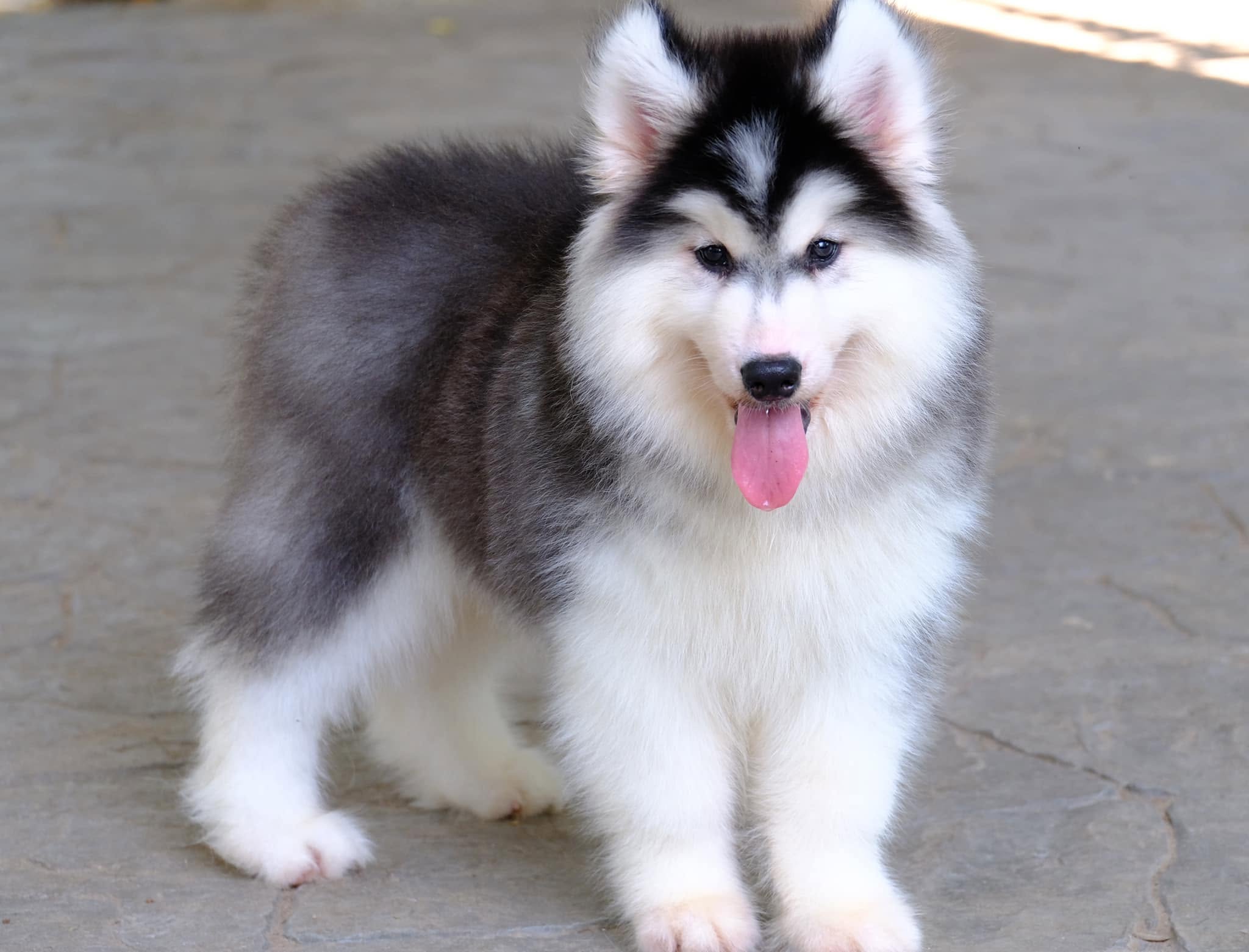 Kaia รูปที่ 2