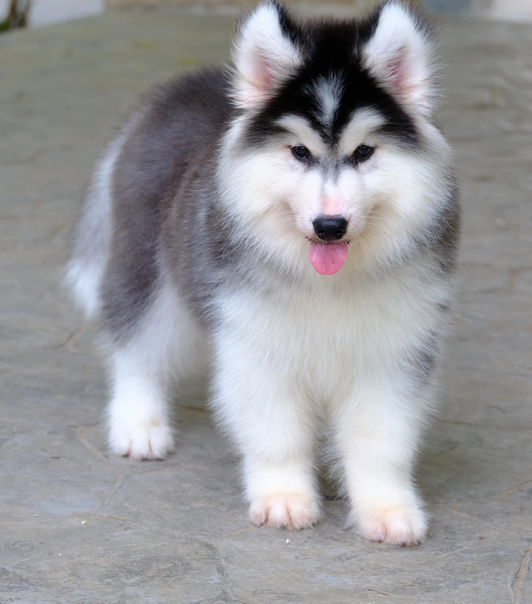 Kaia รูปที่ 3