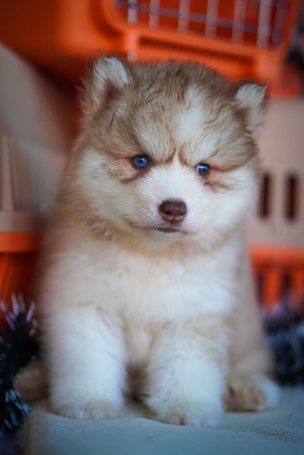 Caramel ลูกไซบีเรียนฮัสกี้ เพศผู้ สีไรท์เรด (แดงอ่อน)