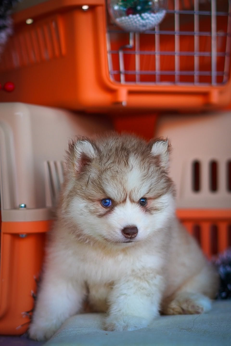 Caramel รูปที่ 3
