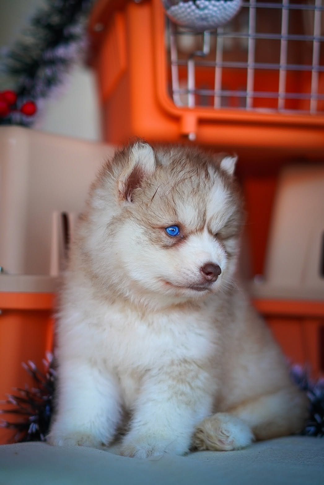 Caramel รูปที่ 4