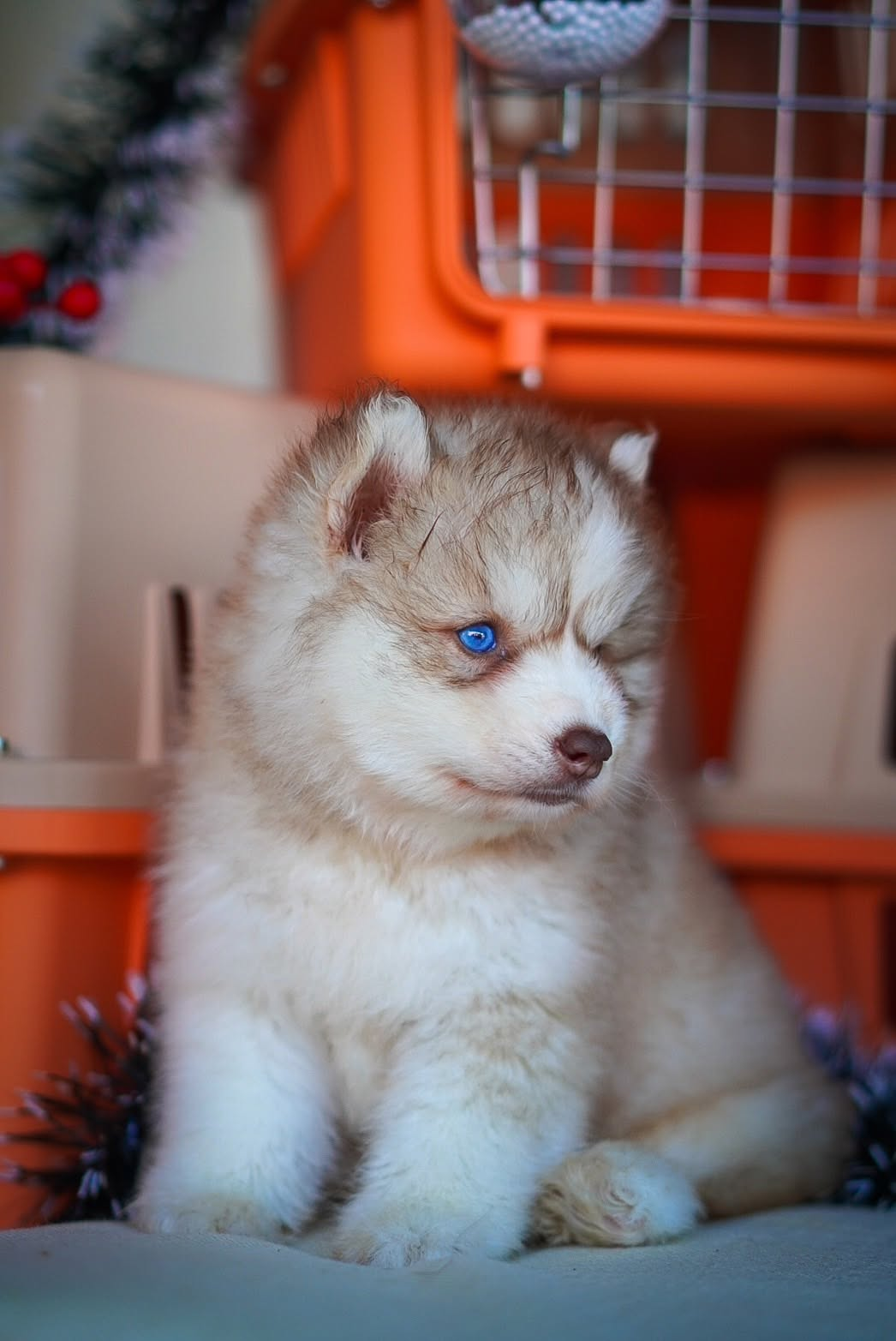 Caramel รูปที่ 4