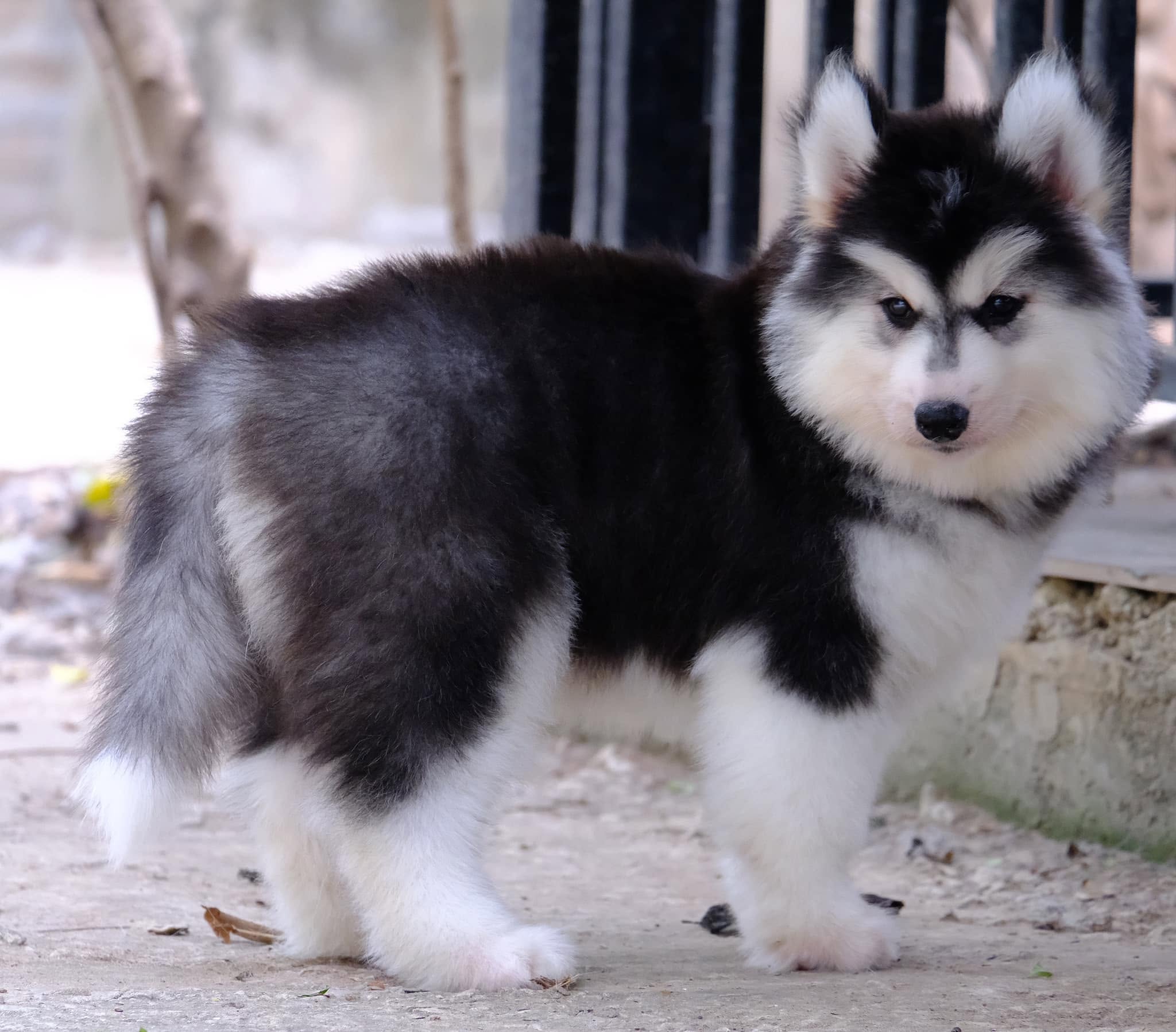 Nova รูปที่ 2