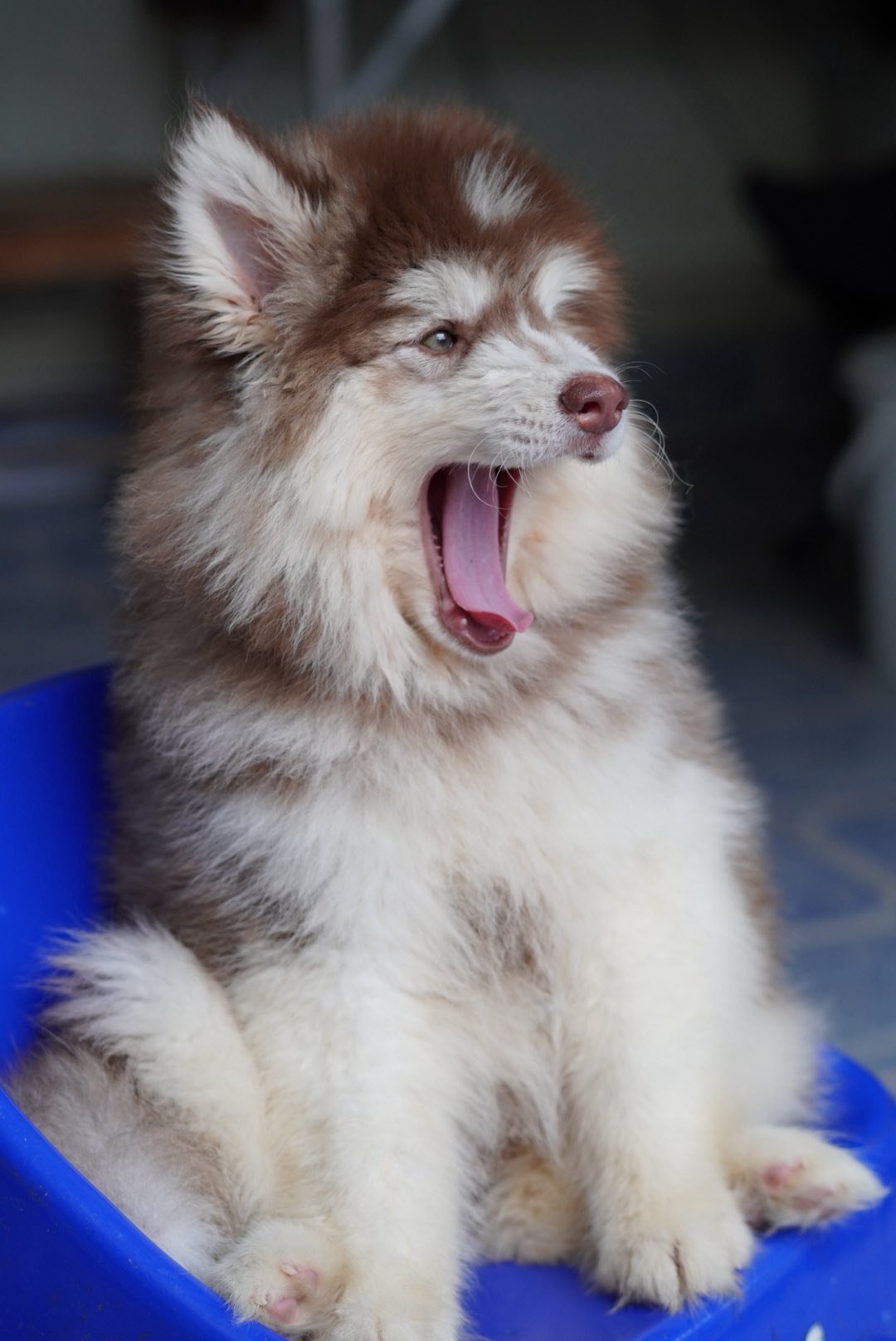 Aspen ลูกไซบีเรียนฮัสกี้