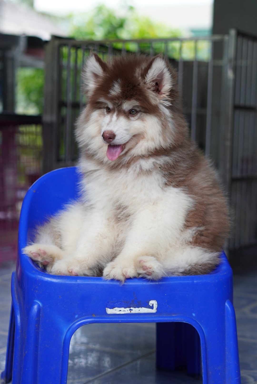 Aspen รูปที่ 2