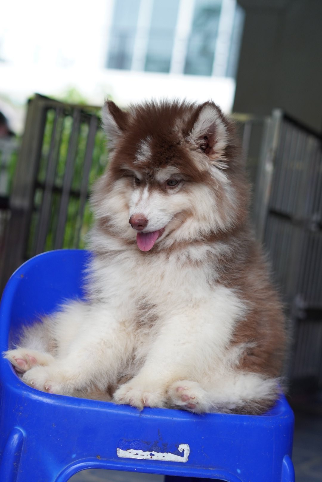 Aspen รูปที่ 3