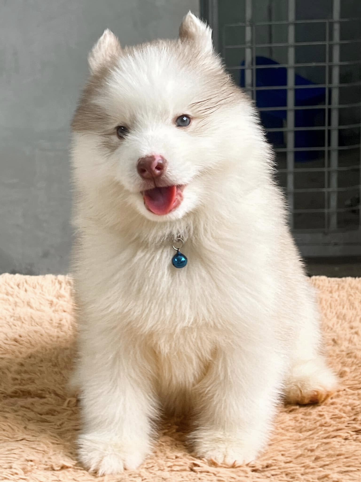 Hazel ลูกไซบีเรียนฮัสกี้