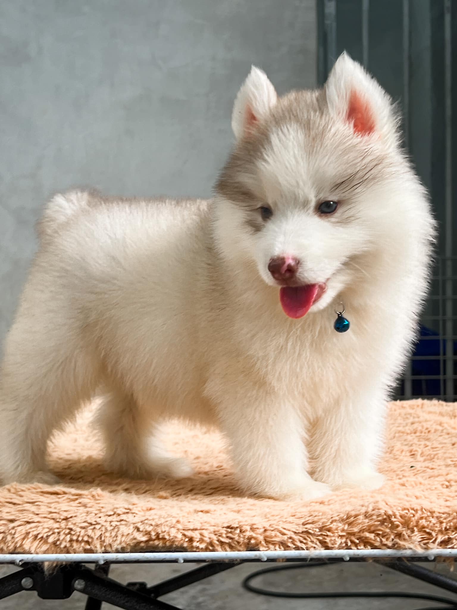 Hazel รูปที่ 2