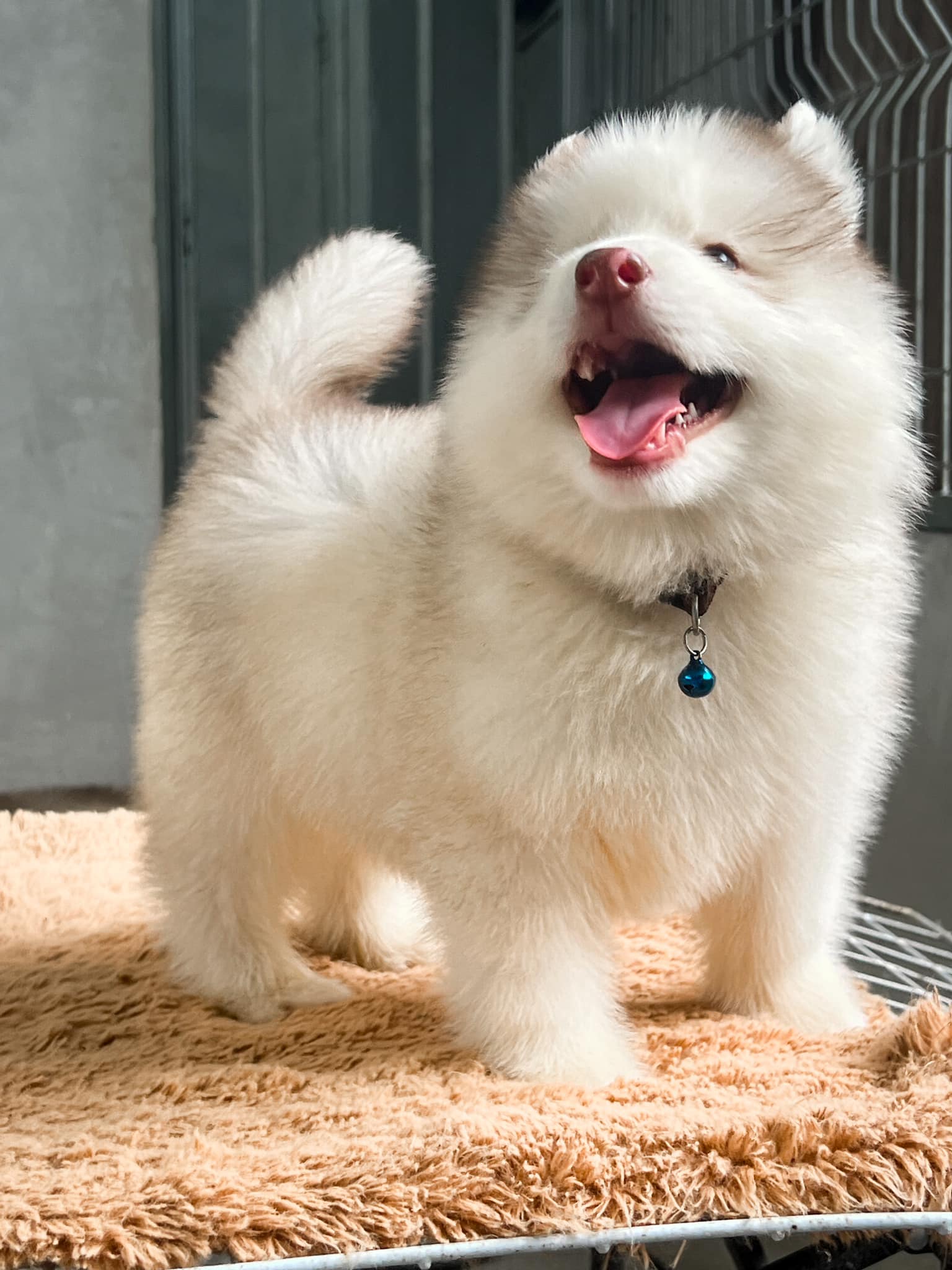 Hazel รูปที่ 3