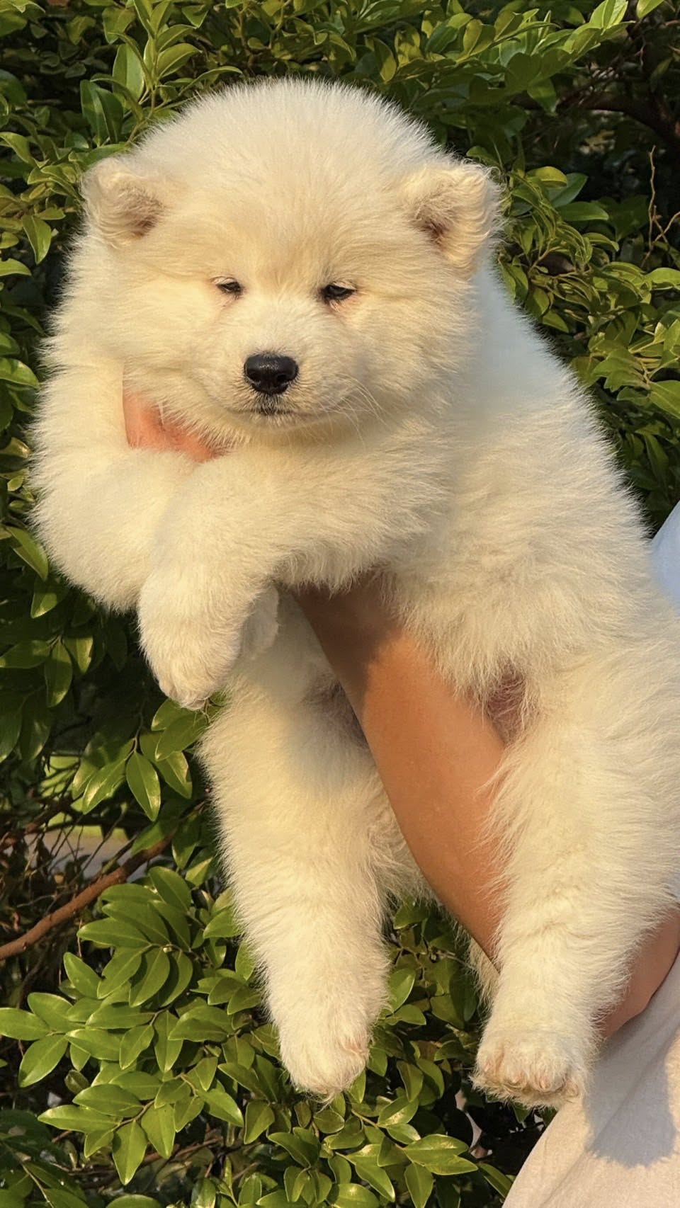 Aurora ลูกไซบีเรียนฮัสกี้