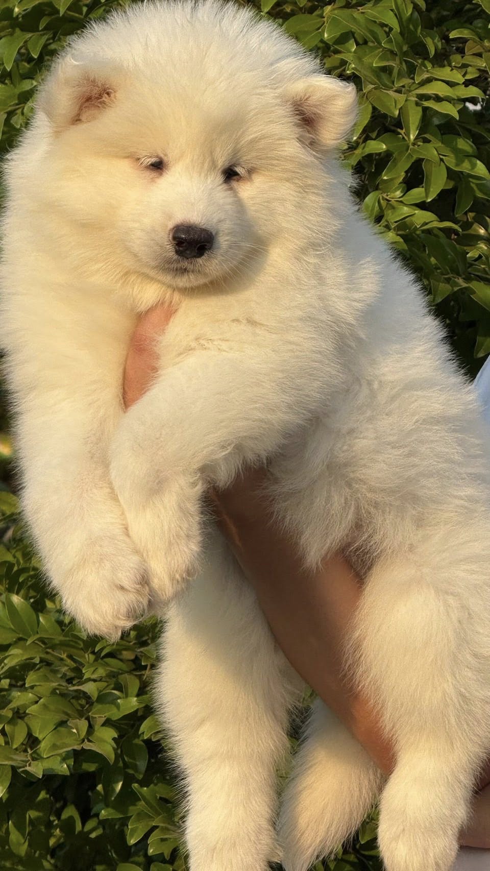 Aurora รูปที่ 2