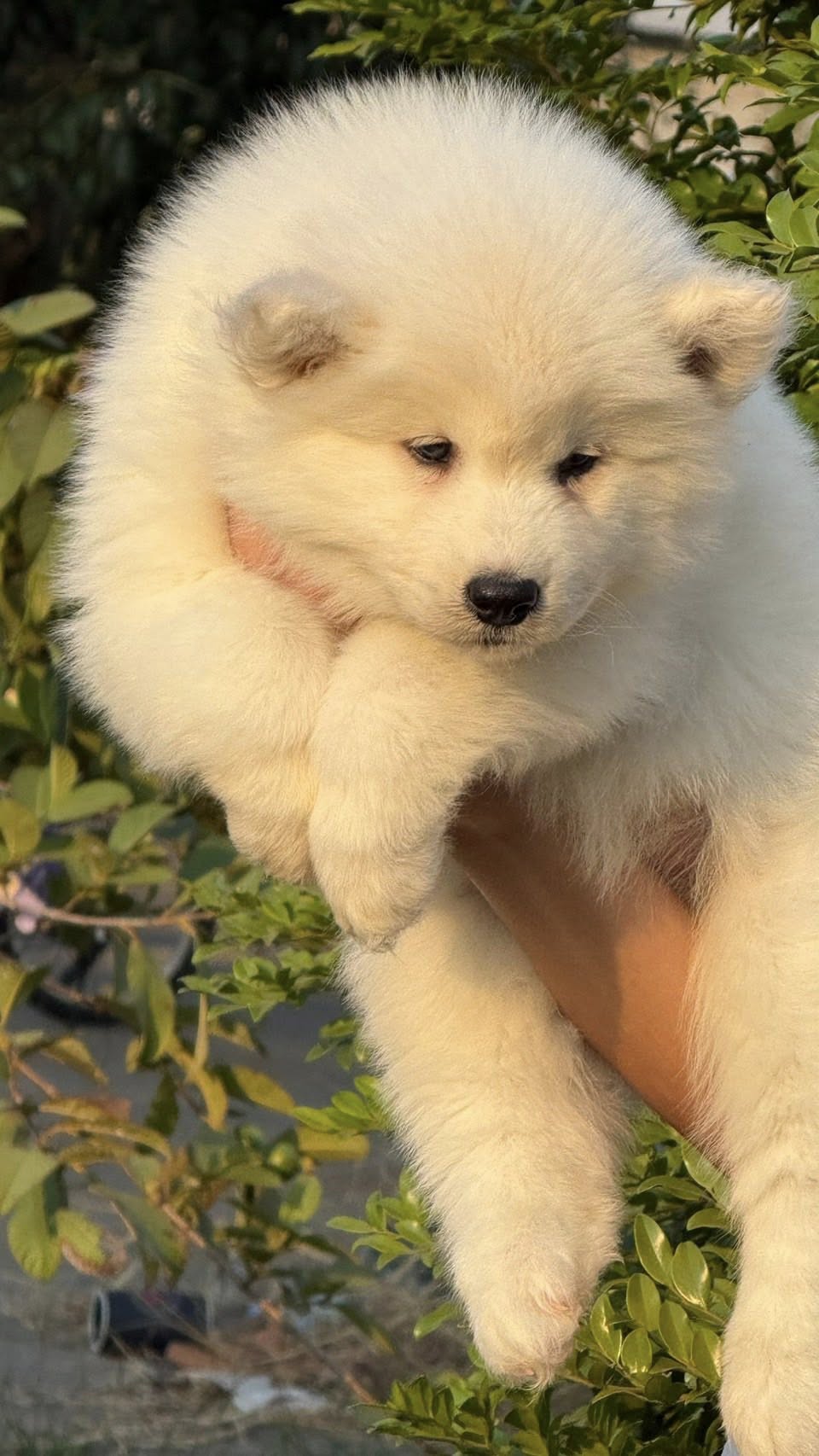 Aurora รูปที่ 3