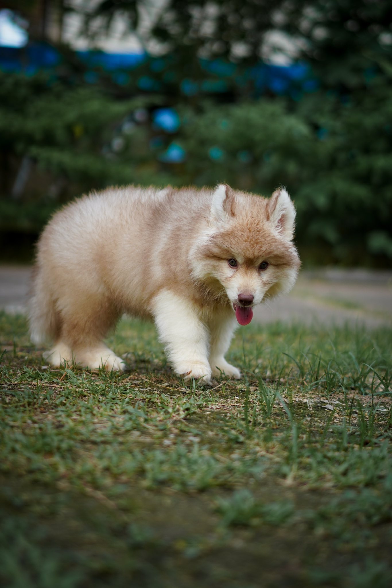 Willow รูปที่ 2